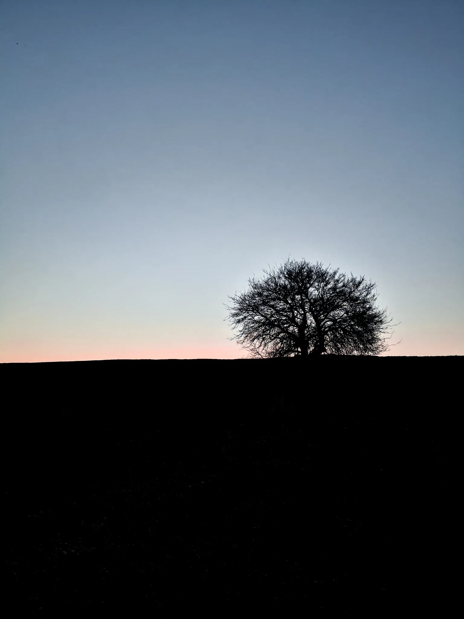 A solitary tree